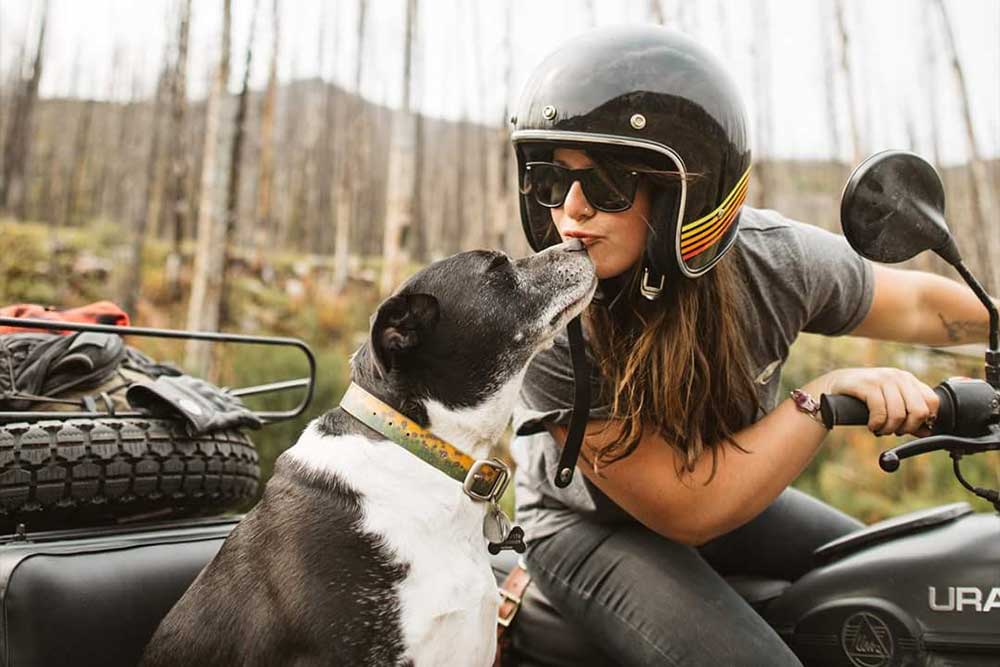 Motorcycle Sidecar with Dog